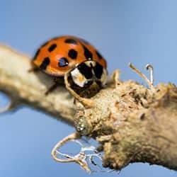 asian lady beetle in hendersonville