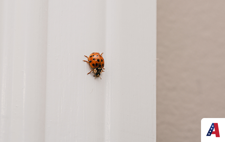 asian lady beetle on white wall