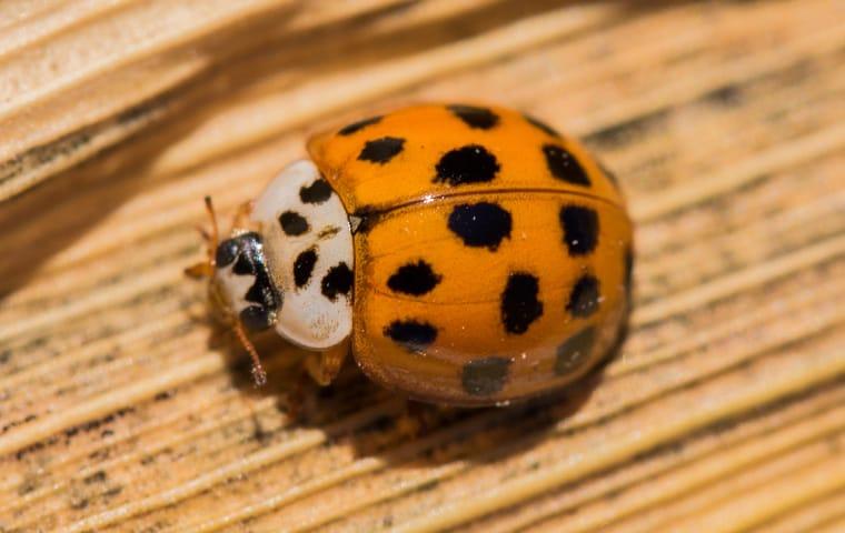 Keep Asian Lady Beetles Out Of Your Murfreesboro Home asian lady beetle on wood