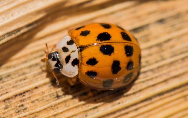 asian lady beetle on wood