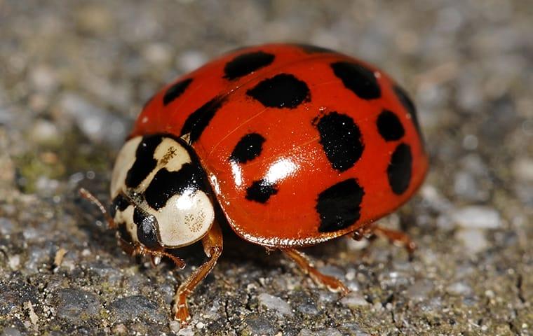 asian lady beetle on the ground