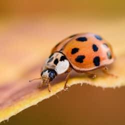 asian lady beetle on an autumn leaf