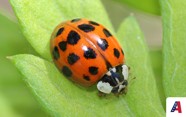 asian lady beetle