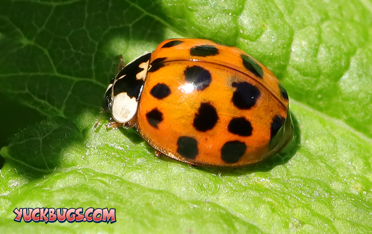 asian lady beetle up close on a leaf