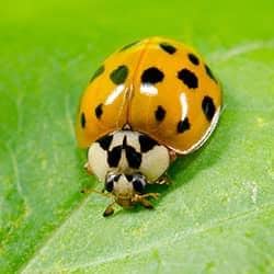 lady bug on a leaf