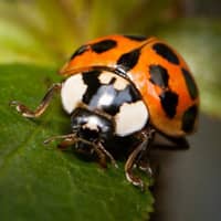 asian lady beetle up close