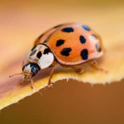 asian lady beetle up close on a leaf