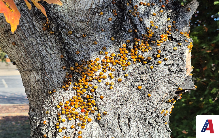 asian lady beetles