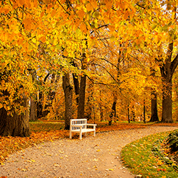 autumn in a park