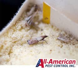 pests inside a box of food