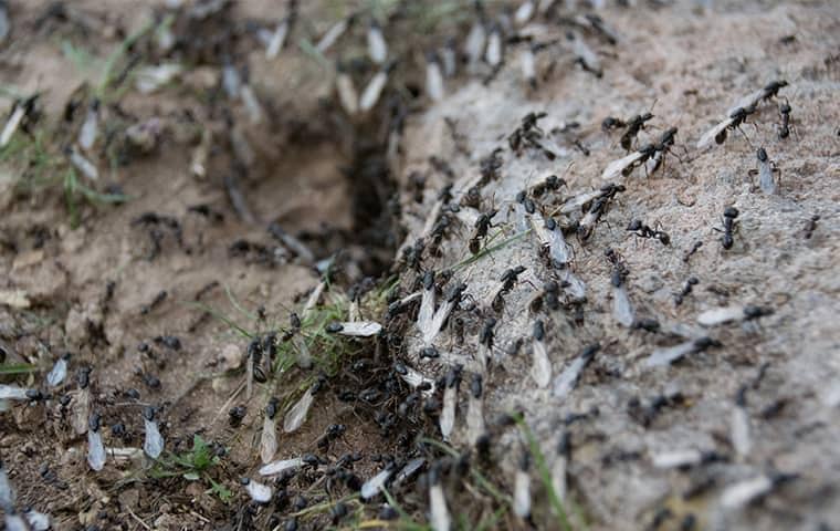 a large infestation of swarming termites creating extensive damage to tennessee home