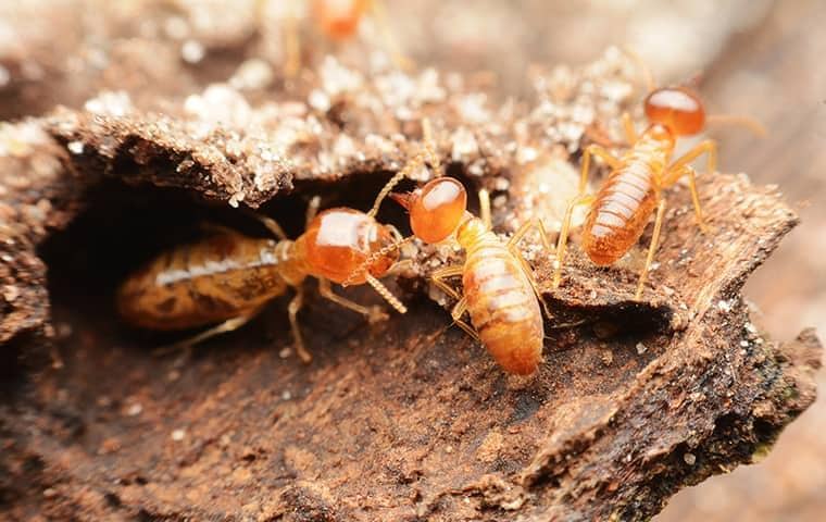 Be Active When It Comes To Termite Control a large swarm of termites extensively damaging tennesee property