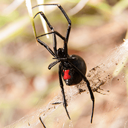 black widow spider spinning its web outside