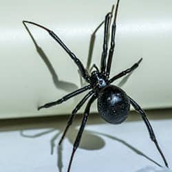 black widow spider