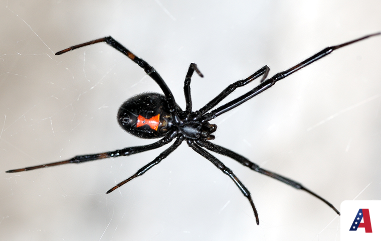 black widow spider