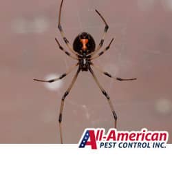 black widow spider hanging on a web