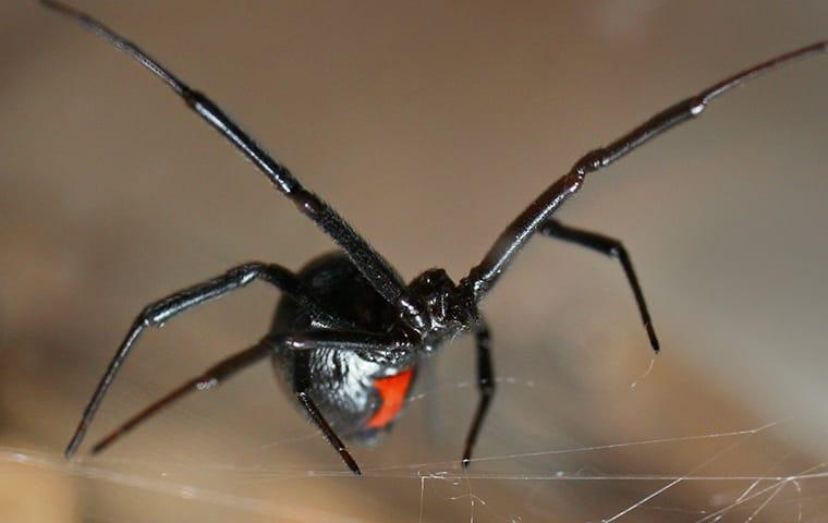 black widow spider in nashville home