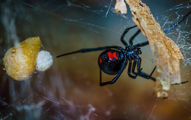 black widow next to egg sac