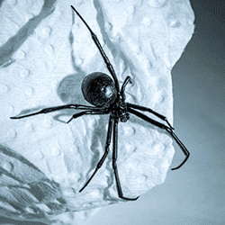Call Now close up of a spider