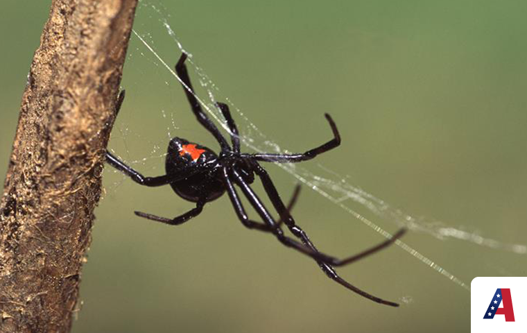 black widow spider spinning web