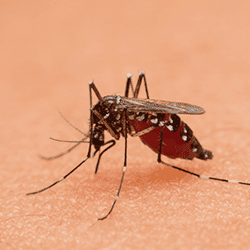 blood filled mosquito sucking on human skin