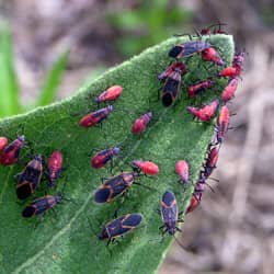 box elder bugs all together on a leaf