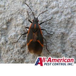 a box elder bug on cement