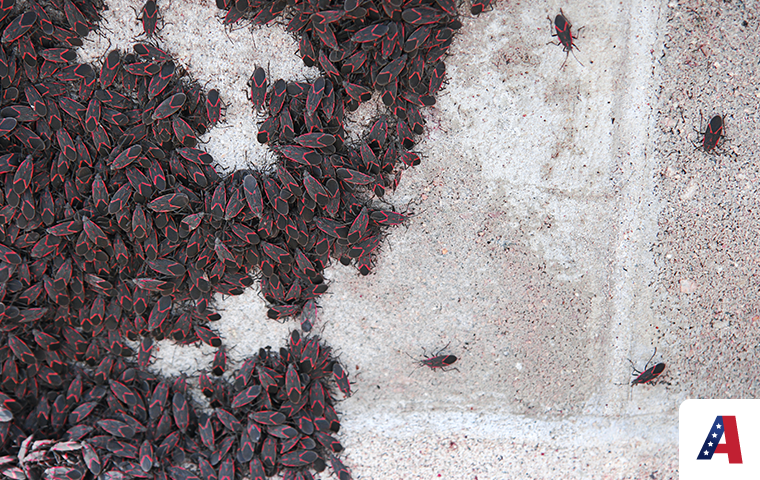 brick wall with boxelder bugs