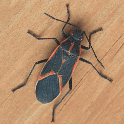 boxelder bug in tennessee