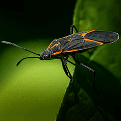 boxelder bug outdoors in TN