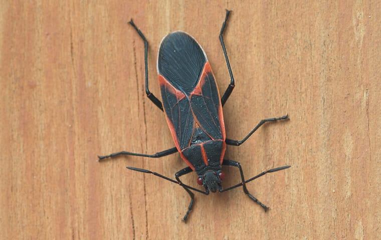 boxelder bug on wood