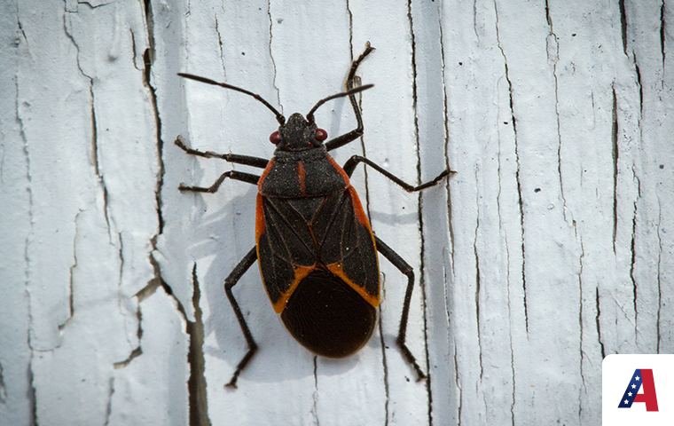 boxelder bug on wall