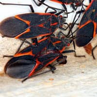 a bunch of boxelder bugs in a home