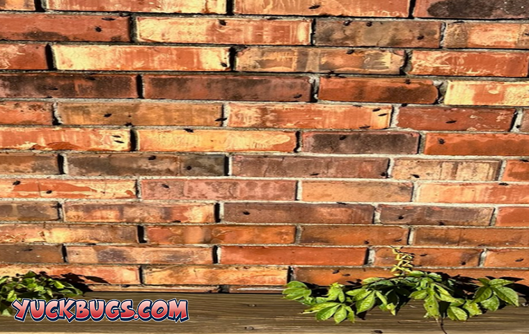 boxelder bugs in sunshine on home