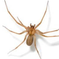 up close brown recluse spider