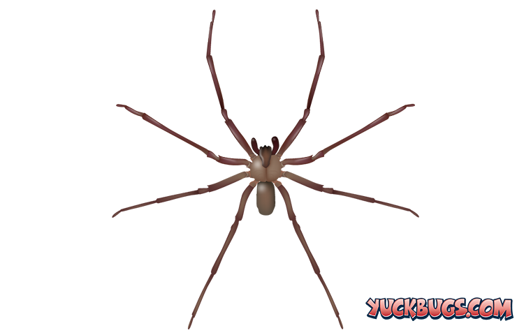 brown recluse spider in nashville home