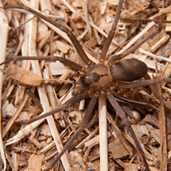 close up picture of a brown recluse spider