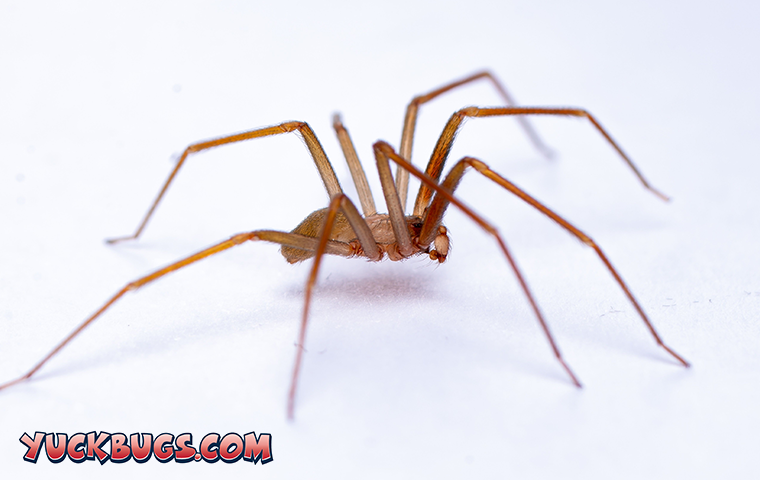 Learn More About Spiders In TN And How Dangerous They May Be a brown spider in tennessee on a white background