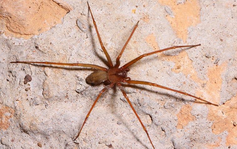 Learn More About Brown Recluse Spiders brown recluse on wall in hendersonville home