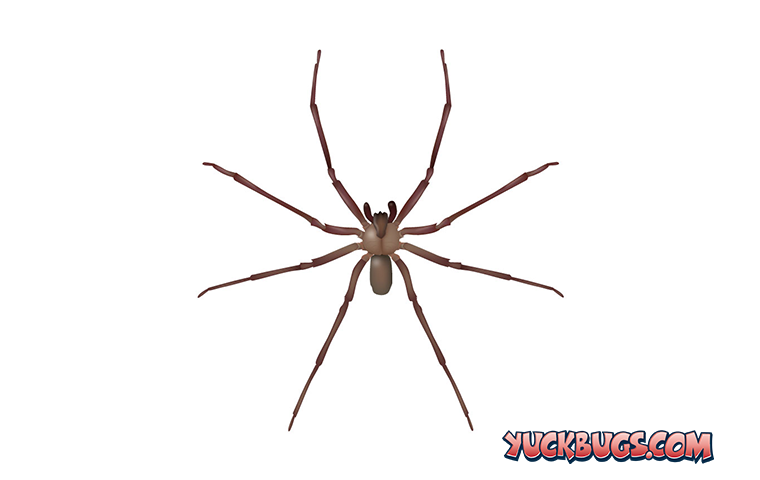 brown recluse up close in tennessee