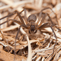 brown recluse spider outdoors in tn