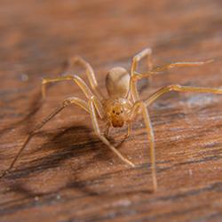 brown recluse