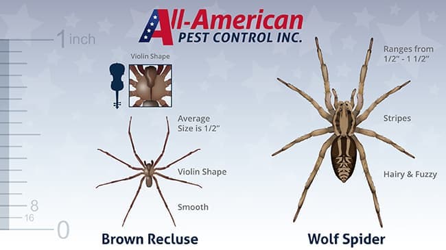 wolf spider compared to a brown recluse spider