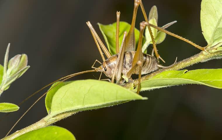 camel cricket