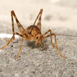 camel cricket up close on the ground