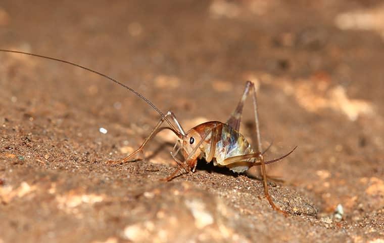 camel cricket on ground