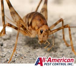 camel cricket up close on the ground