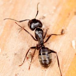 carpenter ant on wood