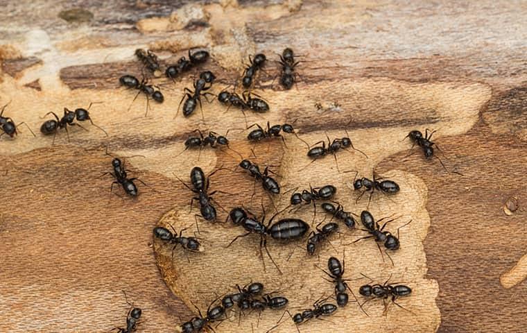carpenter ants infesting a home