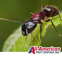 carpenter ant on a leaf